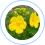 Damiana