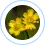 Tribulus Terrestris